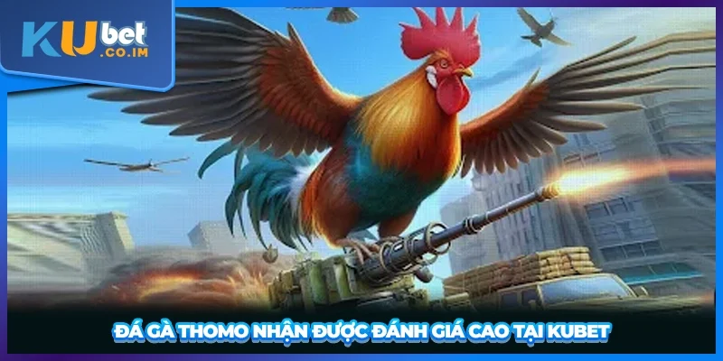 Đá gà Thomo nhận được đánh giá cao tại KUBET