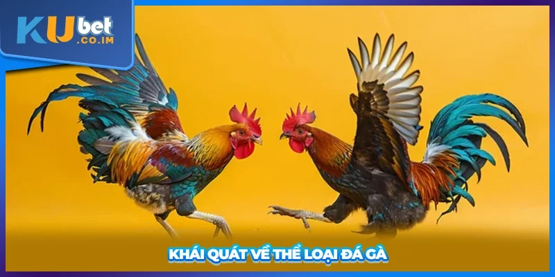 Khái quát về thể loại đá gà