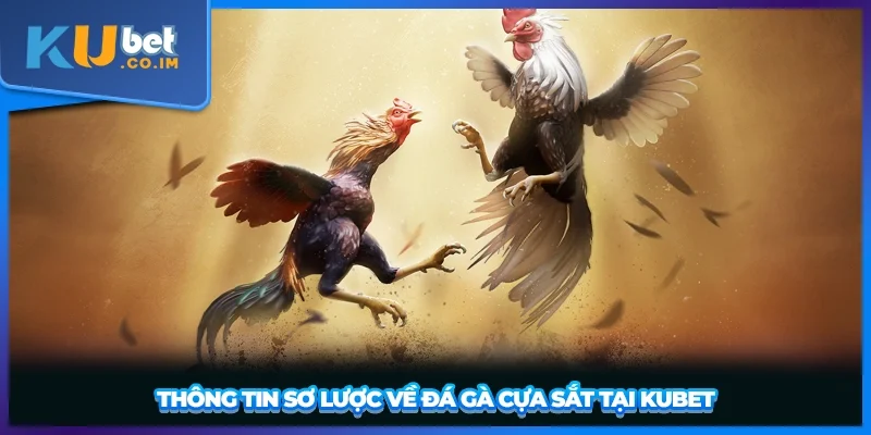 Thông tin sơ lược về đá gà cựa sắt tại KUBET